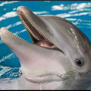 Meet your Posher, Danny